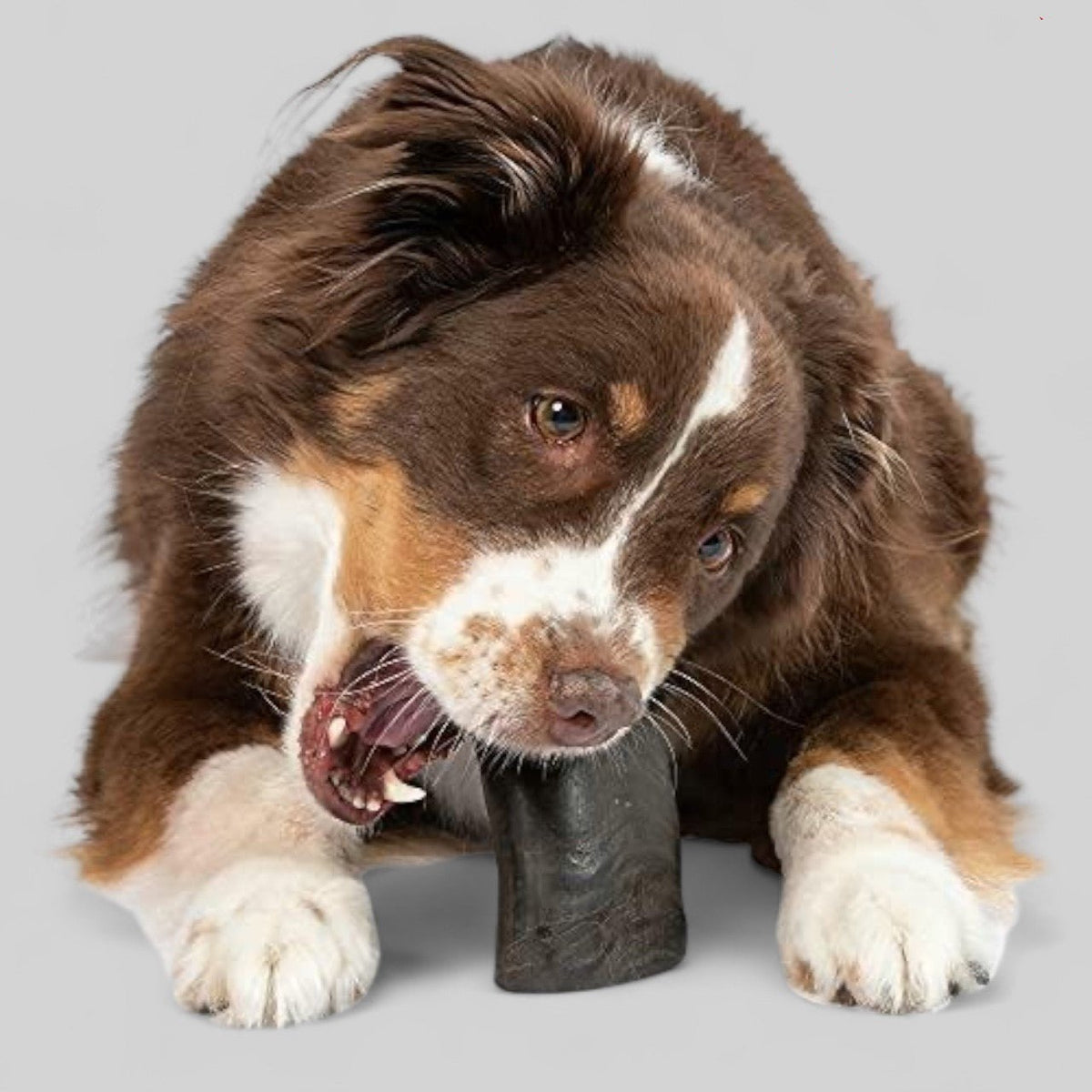 Buffalo Horn-Small (4-5 Inch)-Dog Treats - Sayby’s