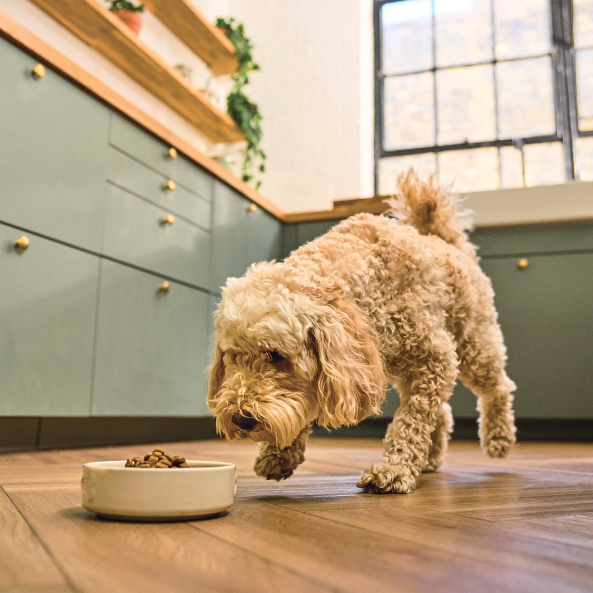 Natural Adult Dry Dog Food Beef Stew with Ancient Grains 1kg