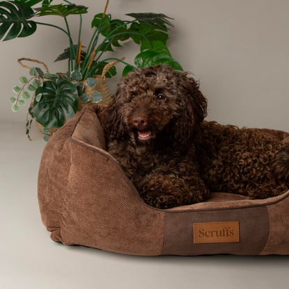 Scruffs Chester Box Bed Graphite