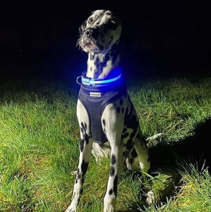 LED Night Collar - Blue