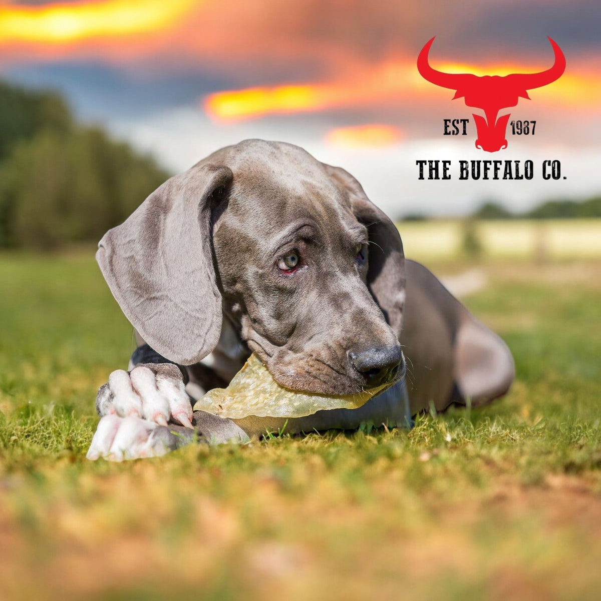 Buffalo Ears - Dog Treats - 20 Ears Box - Sayby’s