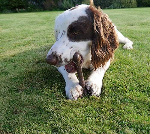 Rosewood Small Beef Bone – Durable Nylon Chew Toy for Small Dogs <10kg | Promotes Dental Hygiene | Long-Lasting - Sayby’s